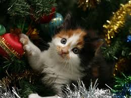 To keep rockin' around the christmas tree, you'll need to keep it alive. 10 Tips To Cat Proof Your Christmas Tree Petswelcome Com
