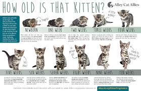 It can help you to make sure your kitten is healthy, and your veterinarian will appreciate the extra. Kitten Growth Timeline Check More At Http Best Wow Guide Info Kitten Growth Timeline Html Kitten Season Alley Cat Allies Feeding Kittens