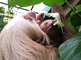 Snacktime For Sloths At Capron Park Zoo