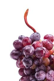 Downy Mildew Of Grapes | Ppt