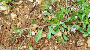 Image result for Convolvulus aschersonii