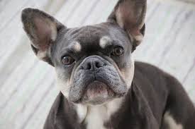 We believe the french bulldogs are simply amazing. What Is A Blue French Bulldog And How To Care For Them Ethical Frenchie