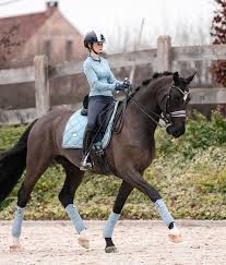 Equestrian stockholm steel blue bandages. Equestrian Stockholm Steel Blue In 2021 Cute Horses Horses Pretty Horses