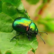 The june bug (or aerodrome #3) was an american pioneer era aircraft designed and flown by glenn h. How To Get Rid Of June Bugs And Grubs According To Pest Experts