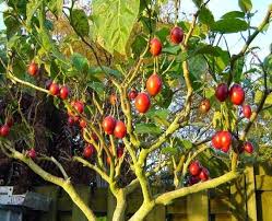 Pin On Arboles Ornamentales