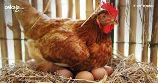 Memberikan pakan ayam petelur yang baik dengan nutrisi yang tepat dalam memilih pakan ayam yang baik, sebaiknya dipilih berdasarkan kandungan berbagai macam gizi yang ada di dalamnya. Cara Budidaya Ternak Ayam Petelur Untuk Pemula