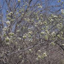 Image result for Meiostemon tetrandrus