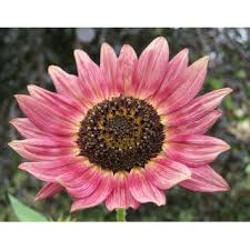 Pink flowers that look like sunflowers. Rare Pink Sunflower Strawberry Blonde Flower Seeds Shopee Philippines