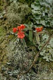 Image result for Polystachya bruechertiae