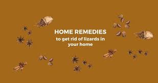 By performing general pest control and significantly reducing the insect population, lizards will leave on their own without you having to harm them. Pest Control Singapore How To Manage Lizards In Your Home