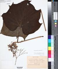 Image result for Clerodendrum lutambense