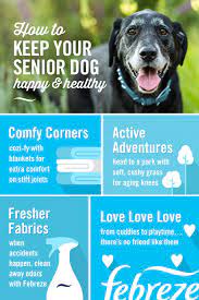 Old Dog New Tips From Febreze Easy Pets Old Dogs Senior Dog