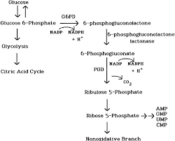 If you are interested in the ump second semester intake registration 2021, kindly pay attention to this page. Importance Of Glucose 6 Phosphate Dehydrogenase Activity In Cell Death American Journal Of Physiology Cell Physiology