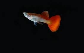 We did not find results for: Ikan Unik Berwarna Merah Putih