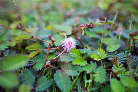 Image result for Mimosa pudica