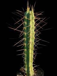 This can give you a happy feeling. Echinopsis Lageniformis Bolivian Torch Cactus World Of Succulents Cactus Small Backyard Landscaping Backyard Landscaping Designs