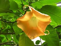 See more ideas about yoruba religion, santeria, orisha. Lady Greenthumb S Garden