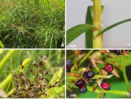 Image result for Scleria catophylla