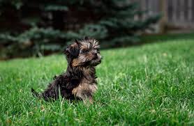 We are more than happy to answer any questions you have before and after you adopt your teacup morkie puppy. Teacup Morkie Complete Guide Info Pictures Care More Pet Keen