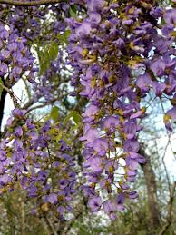 Image result for Bolusanthus speciosus