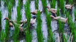 Maybe you would like to learn more about one of these? Sawah Padi Itik Ulu Bin