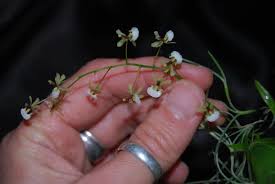 Image result for Ozoroa nigricans