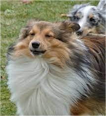 pin on sheltie zucht