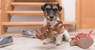 Maybe you would like to learn more about one of these? How To Stop Your Dog From Chewing On Your Things Bechewy