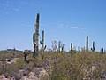 National monument and unesco biosphere reserve located in extreme southern arizona that shares a border with the mexican state of sonora. Organ Pipe Cactus National Monument Wikipedia
