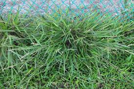 Image result for Ischaemum afrum