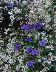 For example, some species may have natural. Clematis Intertwined With Pink Jasmine Picture Taken By Catherine E Smith Casa Smith Designs Llc Clematis Cottage Garden Landscape Projects