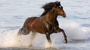 I Don T Know What I Love So Much About Horses On The Beach Horses Horse Wallpaper Horse Water