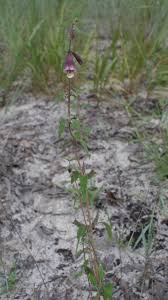Image result for Ceratotheca sesamoides