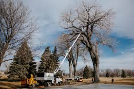 Sioux Falls Tree Removal Services - Weller Brothers