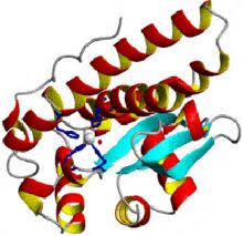 Structure Of The Monomeric Unit Of Human Mn Superoxide Dismutase 2 Wikipedia Public Domain Author Is Federico Cisnetti With Images Wikipedia Free The Unit