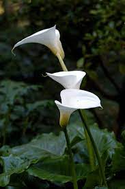 Zantedeschia Aethiopica Wikipedia