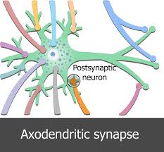 Image result for Synandrodaphne