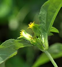 Image result for Synedrella nodiflora