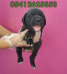 Cane Corso Yavrulari 05412625843 Cane Corso Yavrulari 05412625843 Kopek Kopekseverler Kopeksahiplendirme Kopekyavrusu Cane Corso Kopek Evcil Hayvanlar