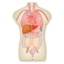 All organs of the body work in sync to form about a dozen organ systems. Scientists Found A New Organ But It Might Not Be What You Re Expecting