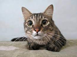 Why Does My Cat Have Dilated Pupils Principle Causes