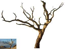 Isolated Dead Tree By Tothino On Deviantart Clipart Best Clipart Best Trees To Plant Pictures To Draw Tree