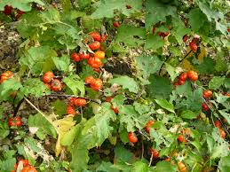 Image result for Solanum aethiopicum