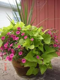 The flowers are not ornamentally significant. 62 Sweet Potato Vine Ideas Potato Vines Sweet Potato Vine Container Gardening
