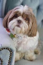 5 Small Calm Dog Breeds That Like To Keep It Mellow Dogtime Calm Dog Breeds Dog Breeds Calm Dogs