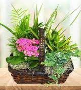 How to keep your houseplants clean and extend their lifespan! Illinois Florists Flowers Avas Flowers