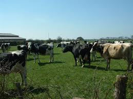 Une vache laitière à préserver, relevons le défi ! Elevage Bovin En France Wikipedia