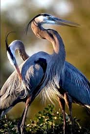 Pin On Birds Are Beautiful