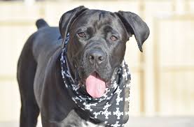 ˈkaːne ˈkɔrso) is an italian breed of mastiff. Best Dog Bed For A Cane Corso 2020 Reviews Buypetsupplyonline