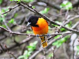 Each episode is an animated rap music video focusing on the big cities, history, landmarks, and significant geographical areas of each state. 16 Common Songbirds Of Pennsylvania Owlcation